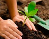 plantar arbol en serraniaderonda.com